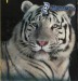 [obrazky.4ever.sk] biely tiger 9923240.jpg